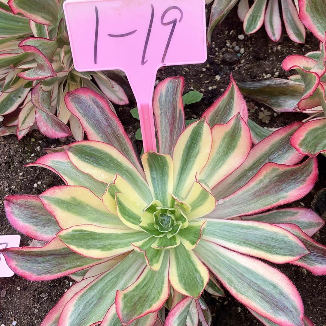 1-19魅影多肉植物