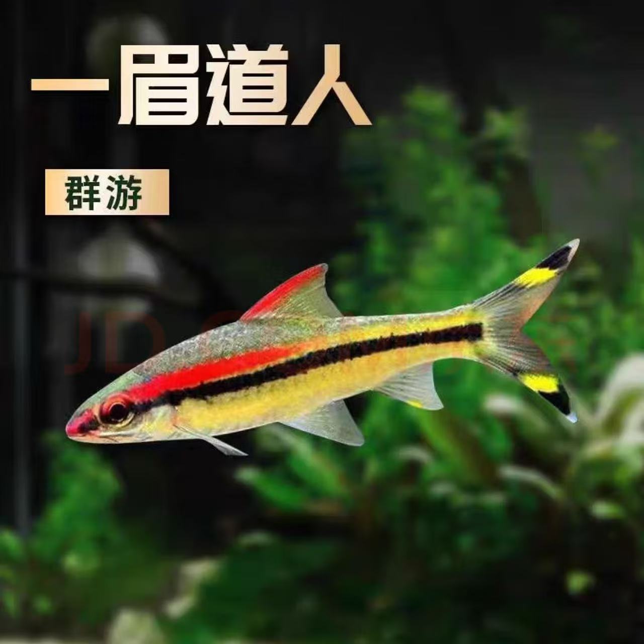 一眉道人鱼热带小型观赏鱼群游灯科鱼淡水草缸活体