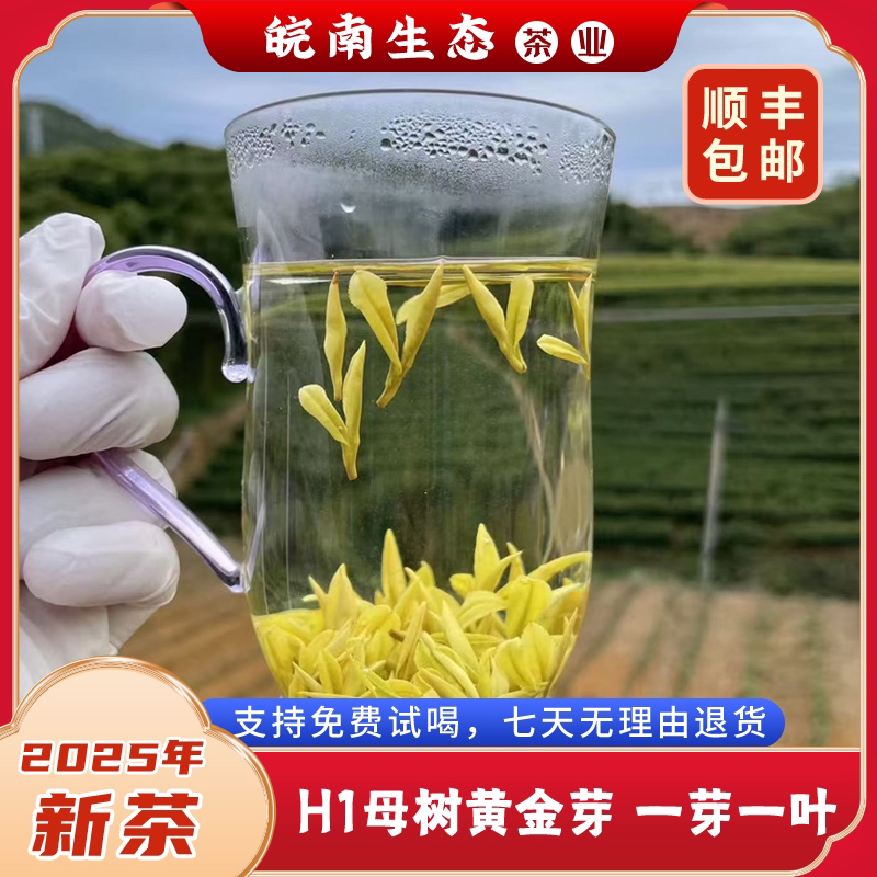【皖南生态】2025-H1母树黄金芽核心产区一芽一叶浓香耐泡