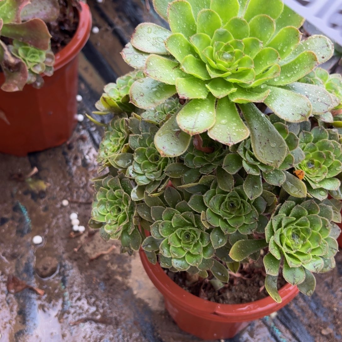 168多肉植物多肉的