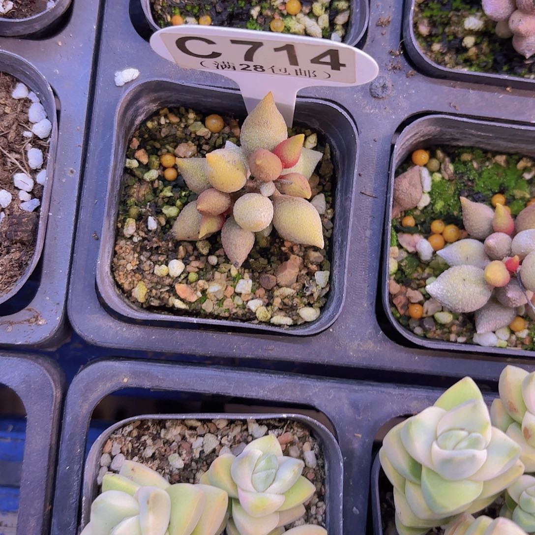 C714小辣椒一物一拍