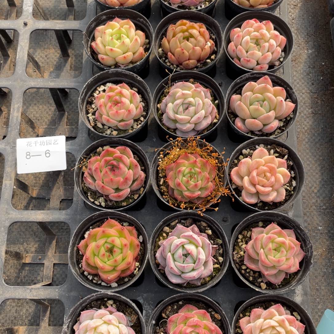 一物一拍18颗8-6