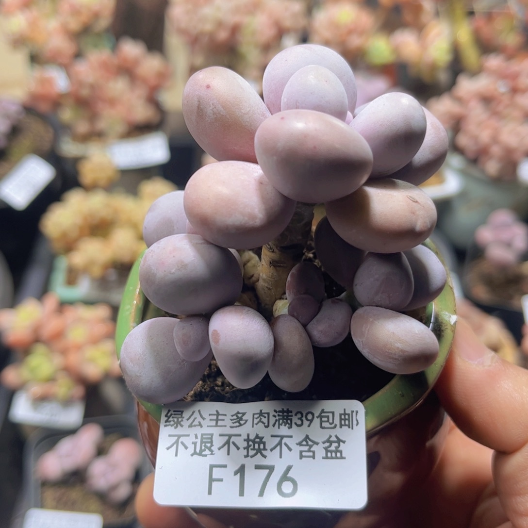 176多头橙奶6cm多肉