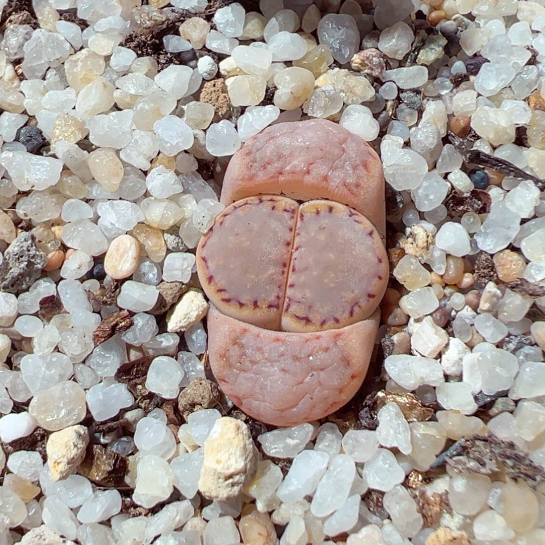 217-201多肉饼干217