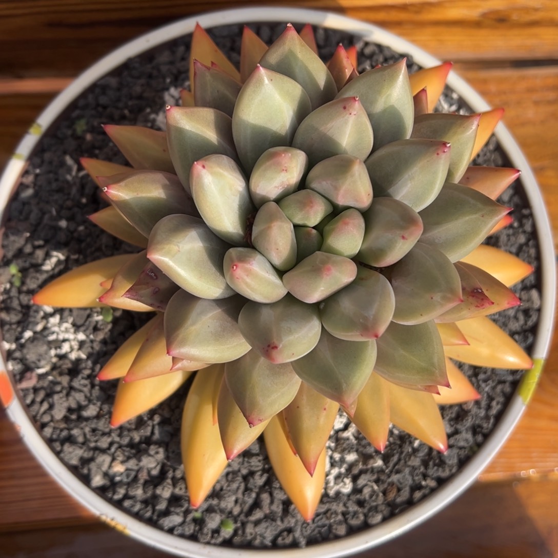 张张精品多肉水晶球正版