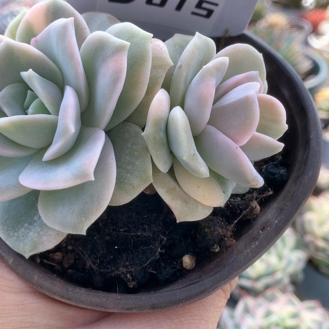 015哈哈哈哈哈哈哈哈哈哈