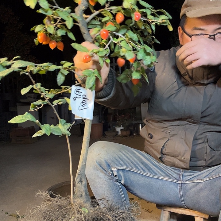 用***2无花朵盆景素材老鸦柿