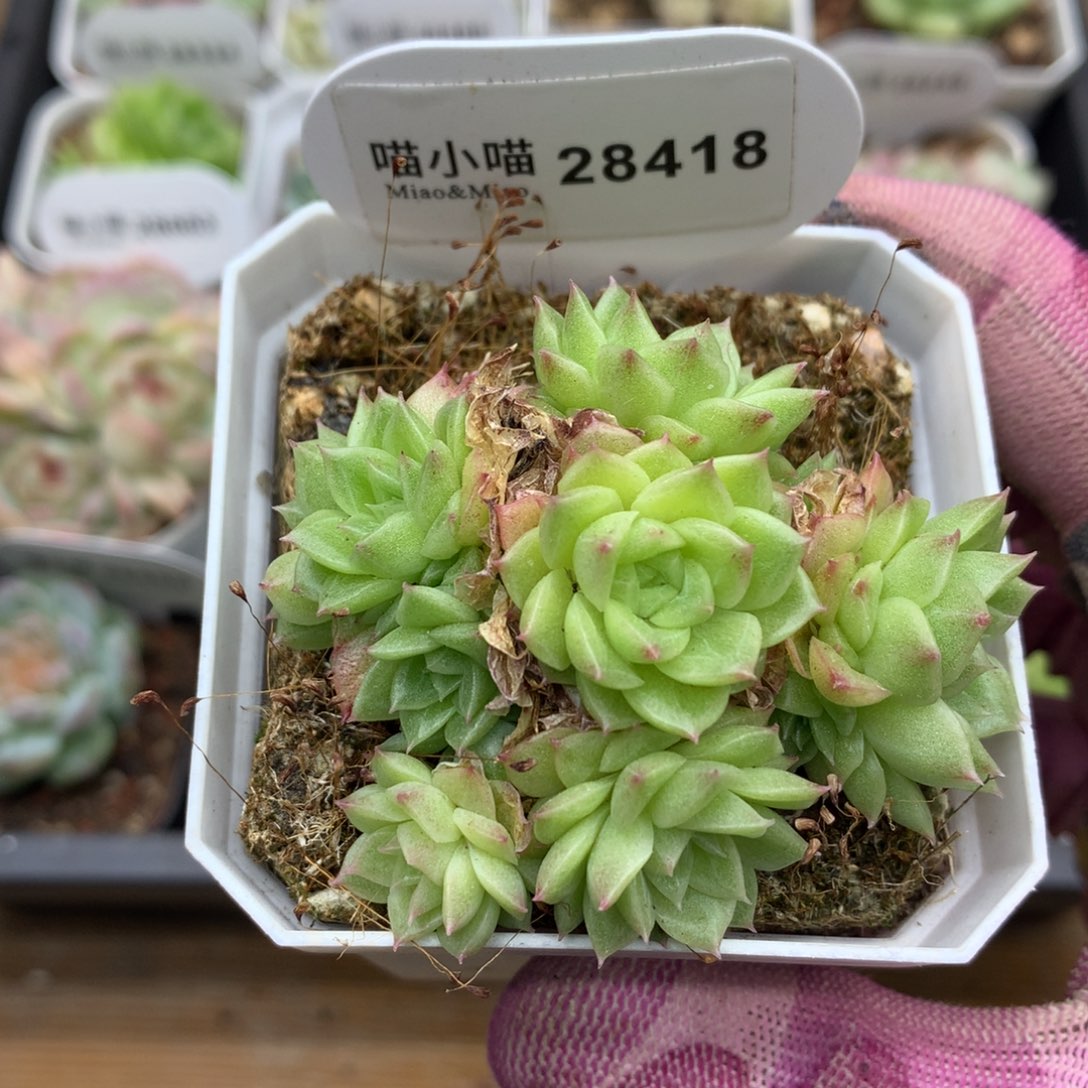 多肉植物麦秆珍妮