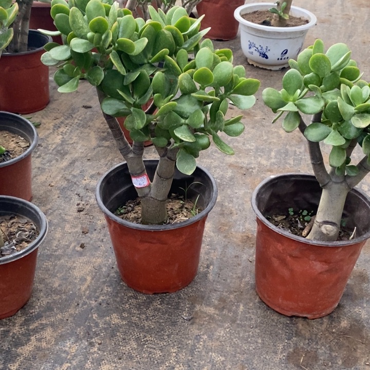 黄金花月一物一拍