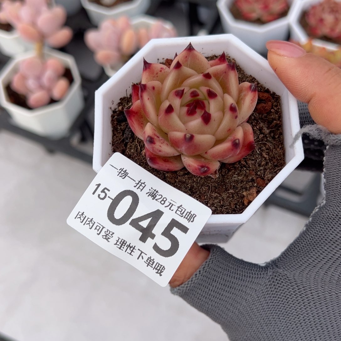 蓝龙多肉多肉多肉多肉