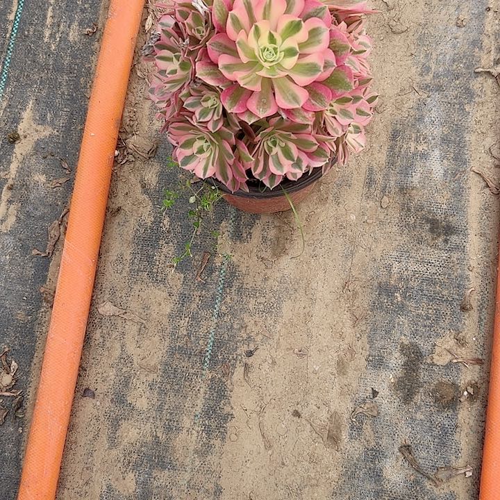 多肉法师植物链接37