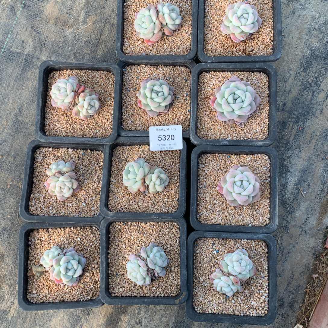 特5320冰玉4到5厘米11颗脱土发