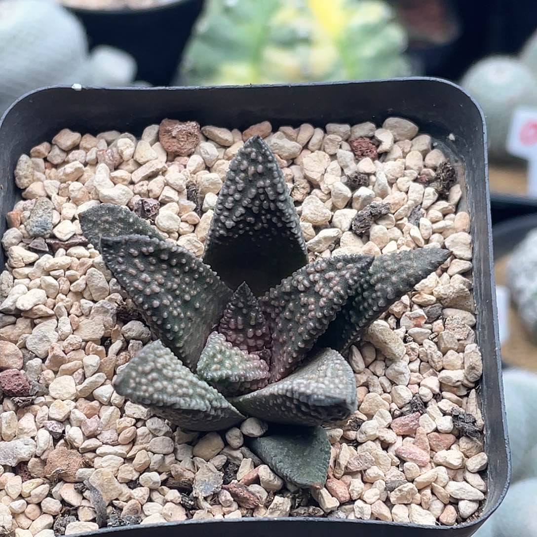 实生丸叶天涯 致远多肉