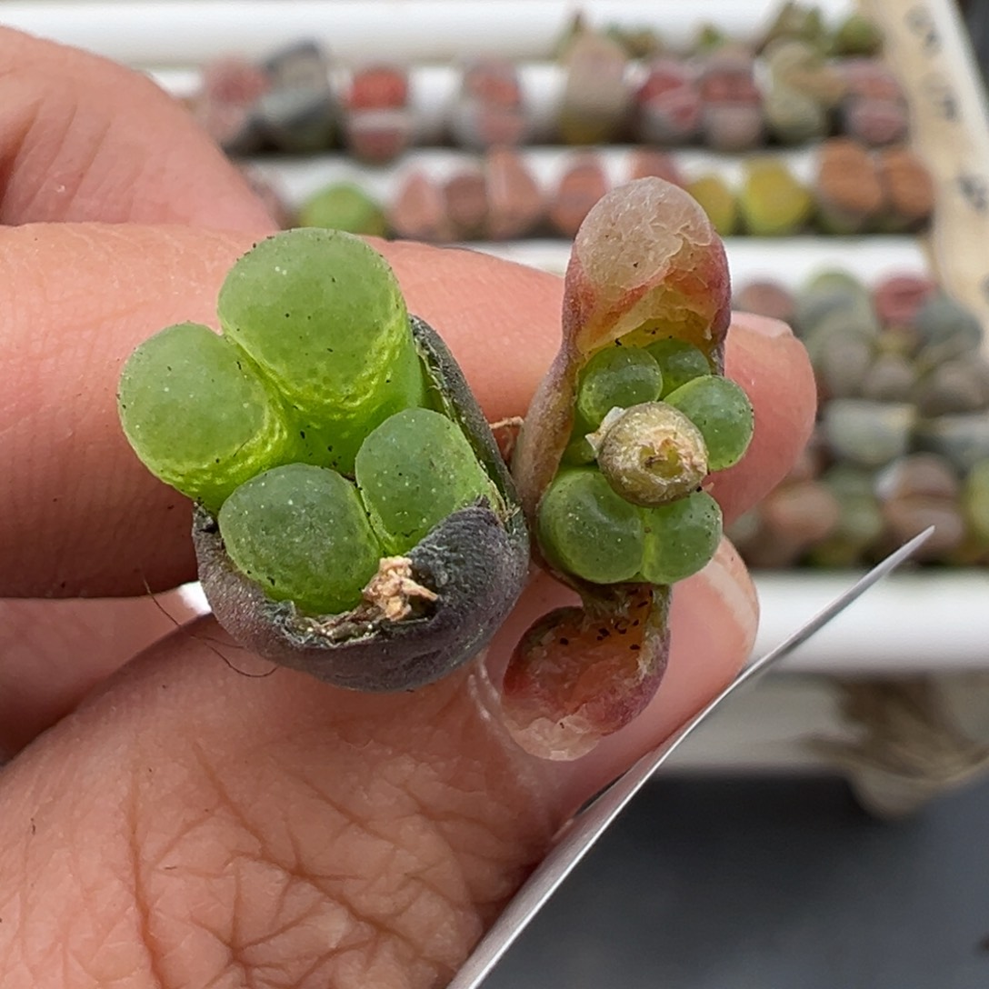 伏**。3.7好看的多肉脱土发货438