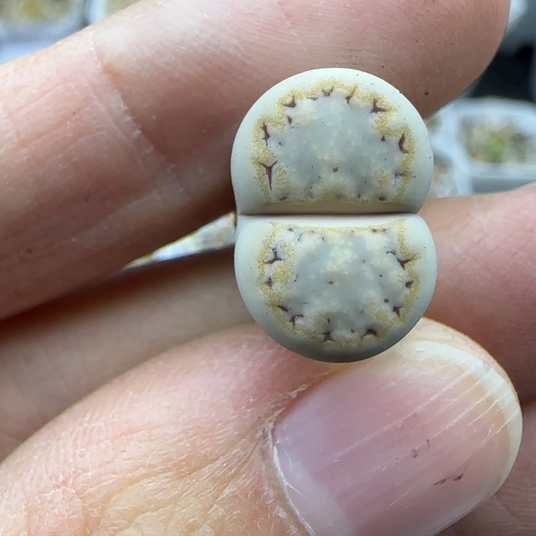 640饼干清框福利30包邮