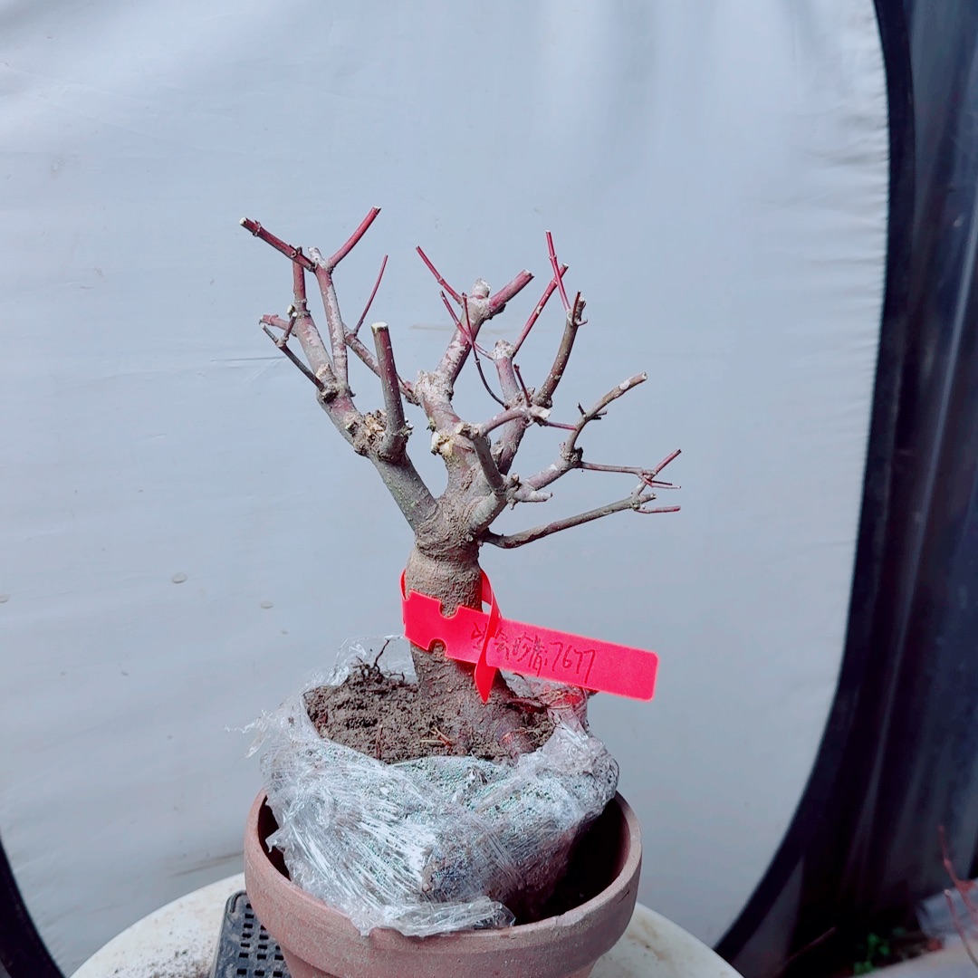 学***惜无花朵出星星老桩