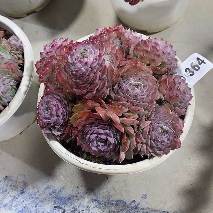 破***茧364朱砂痣多肉植物