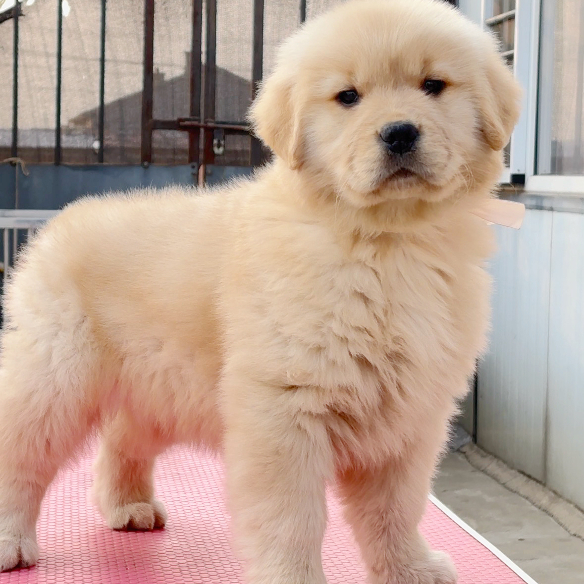 【金昱金毛犬舍】双血统赛级金毛活体狗狗