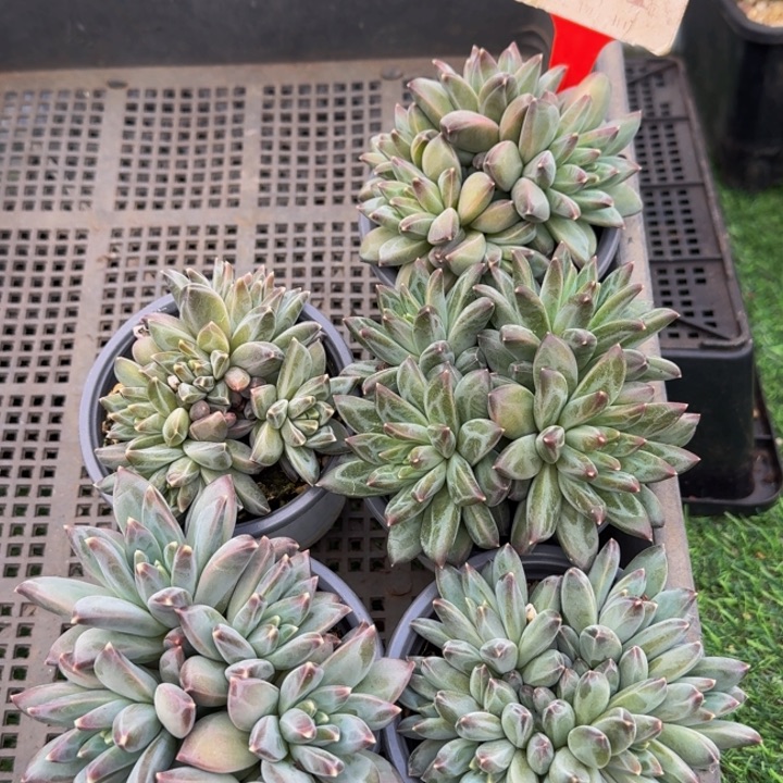 601多肉植物一物一拍