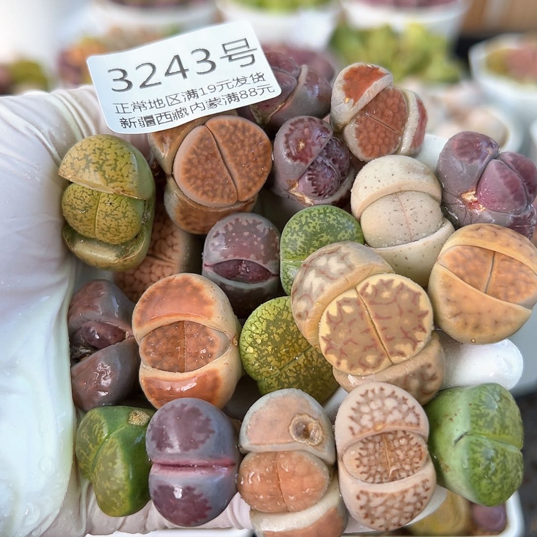 好养易活生石花大母本3243共20颗