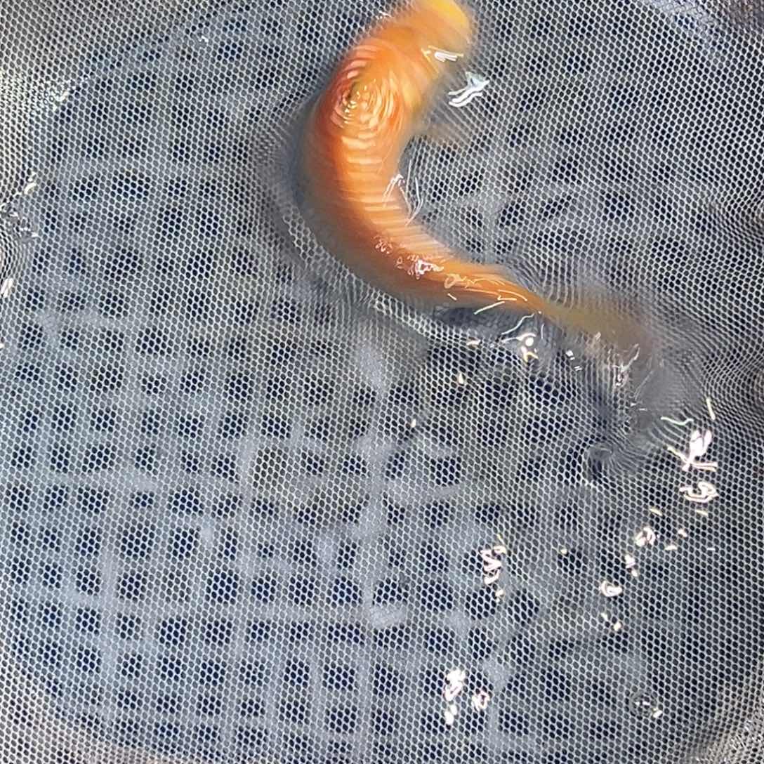 锦鲤锦鲤观赏鱼1111