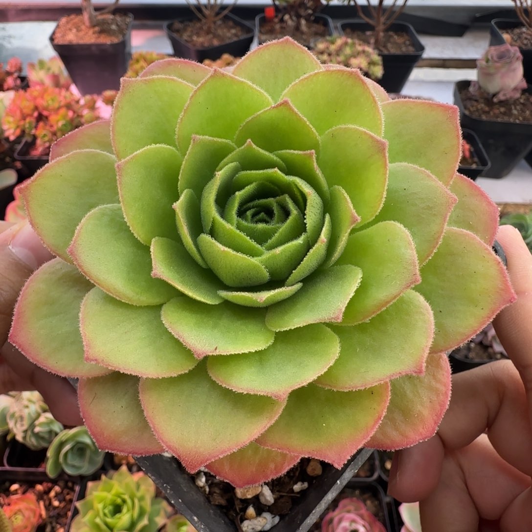 L613半城玫瑰盃连大帕不含盆土