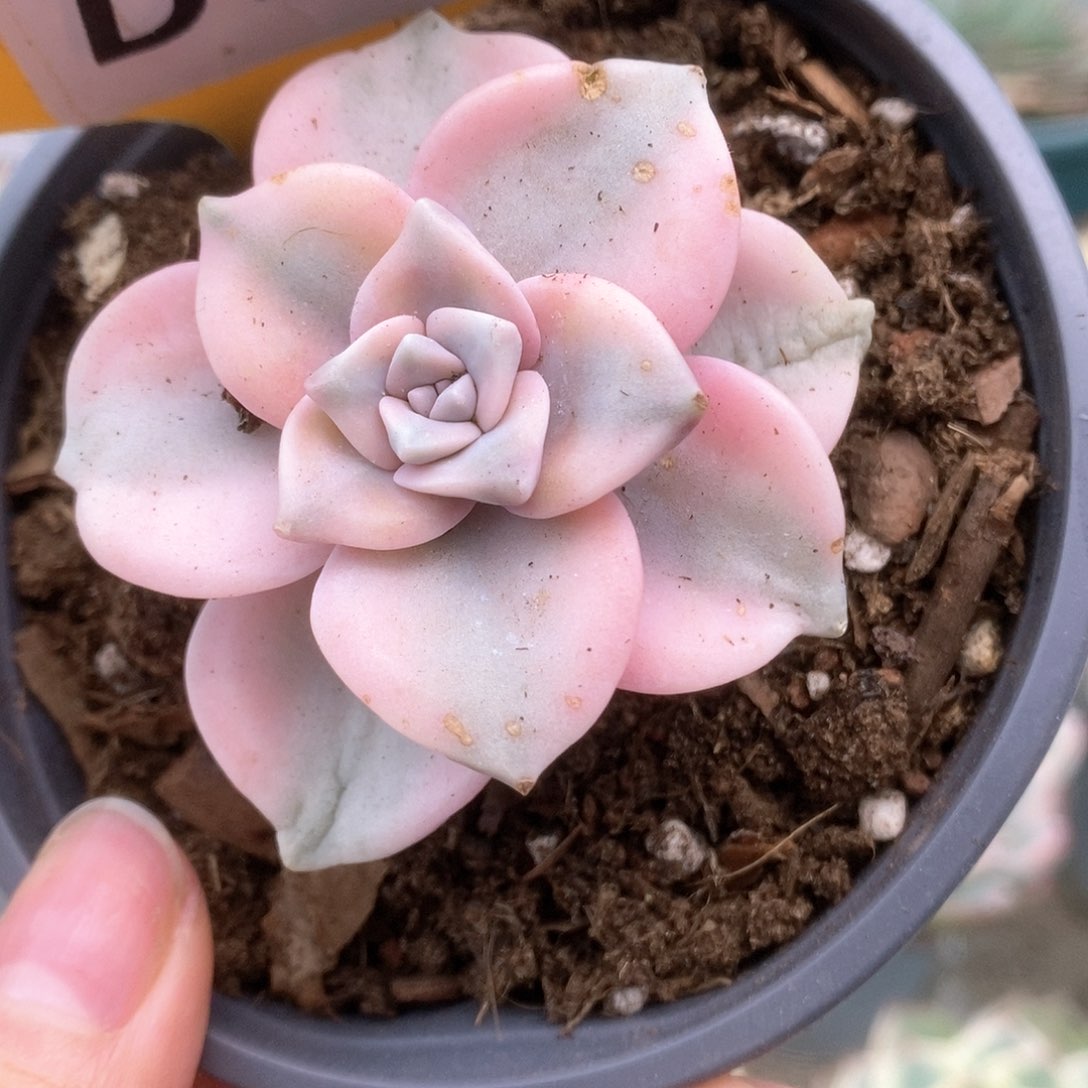 368紫乐锦锦锦锦锦锦