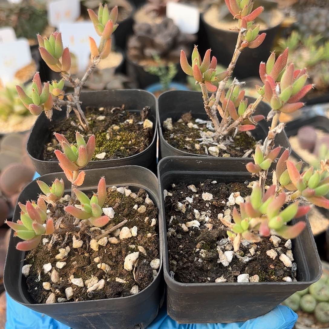 2 玉米枝干 带盆土 量拍