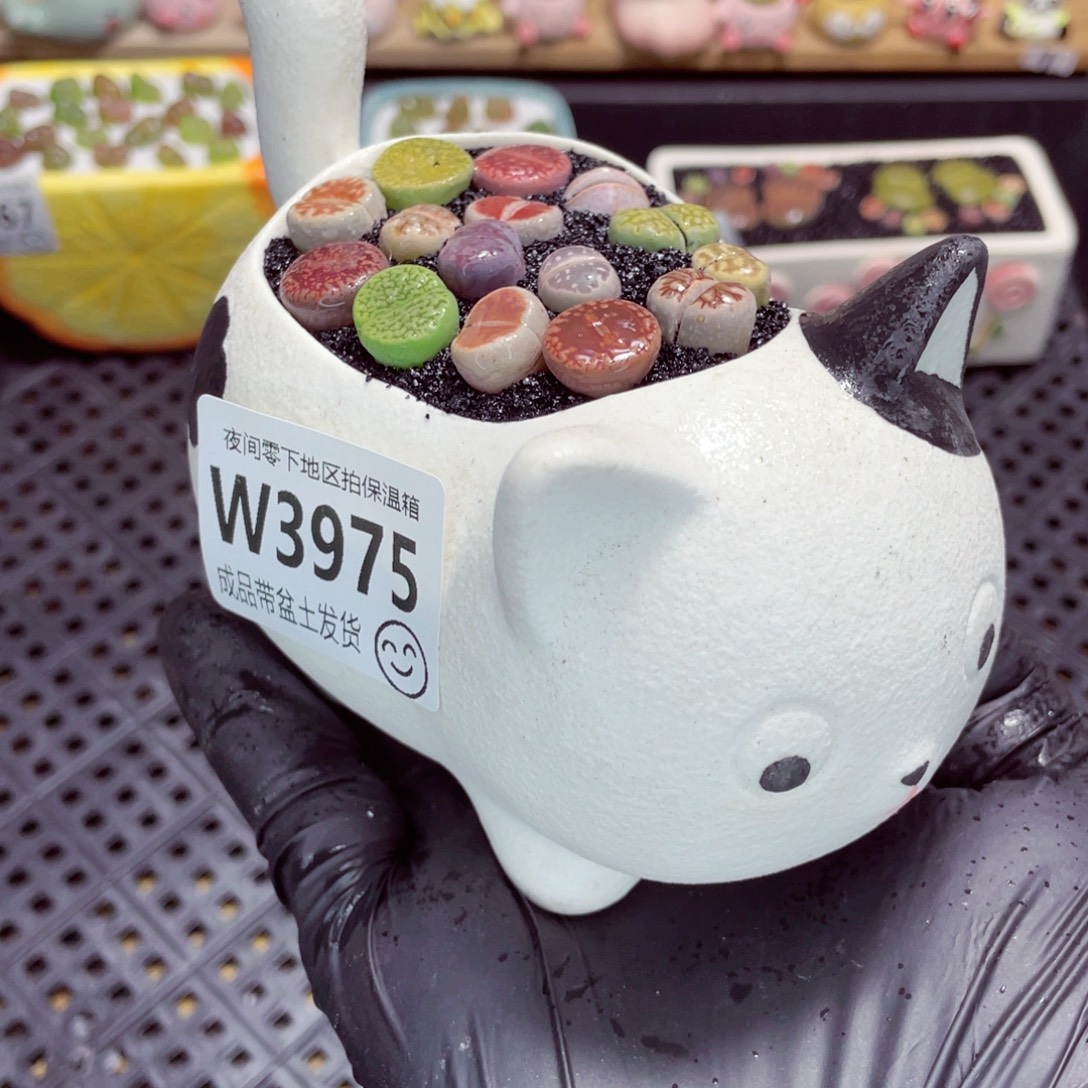 夜间零下地区拍保温箱w3975