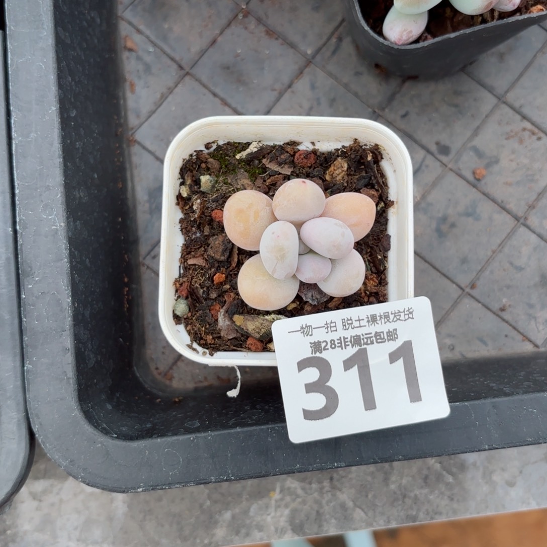 奶酪单头无盆土发货