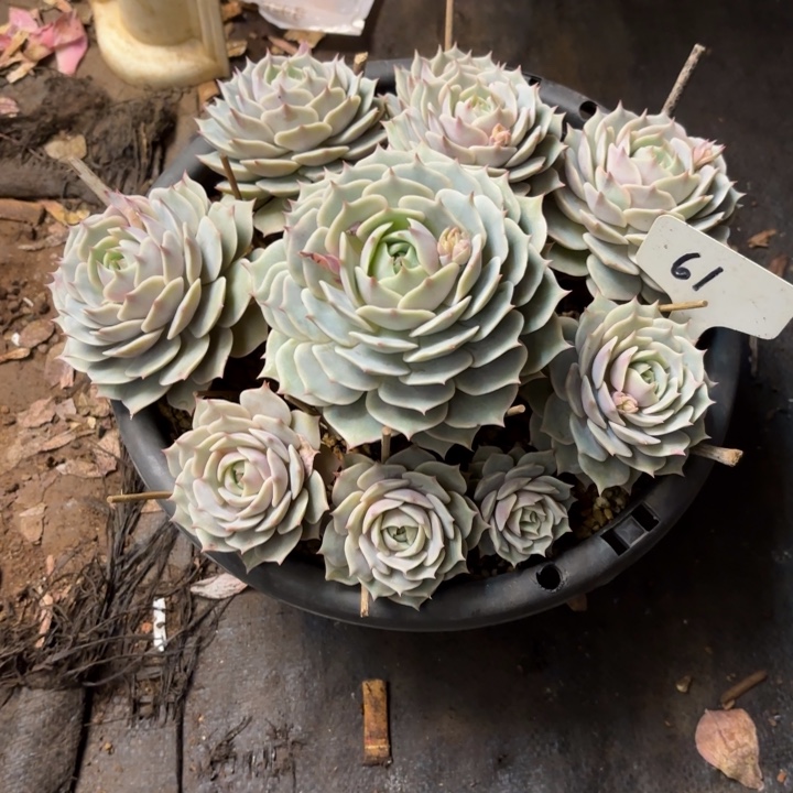 多肉植物，露娜莲61号