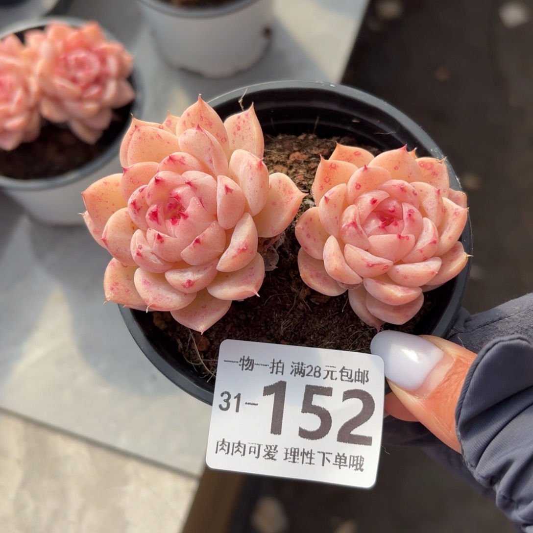 天鹅绒无盆土发货无