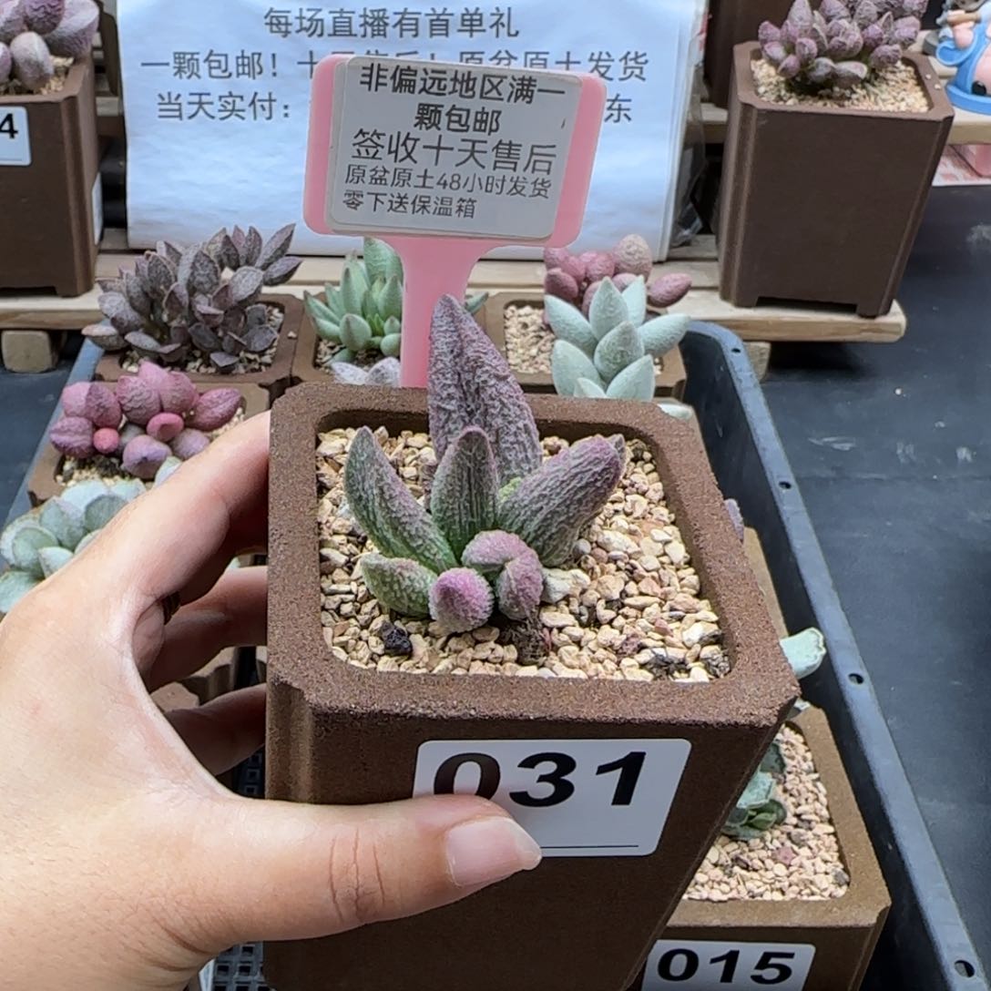 T**G031龙珠多肉植物微瑕