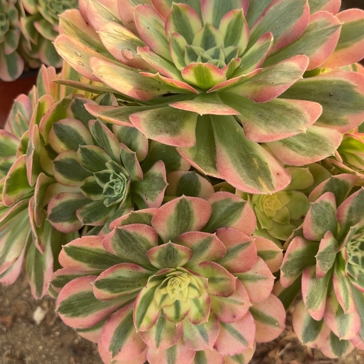 玉姿多肉法师不包损29