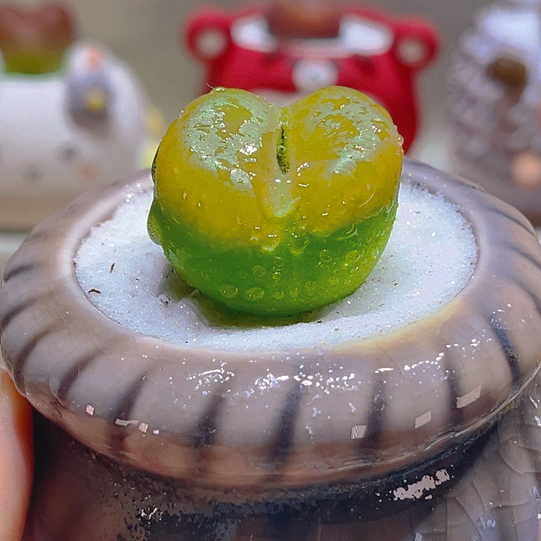 049高端多肉2.8厘米带盆带土