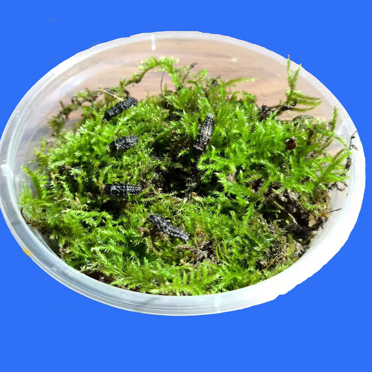 萤火虫幼虫4-6龄可发光（人工养殖屯昌萤）f