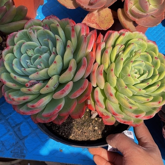 千*十里桃花19022duorou