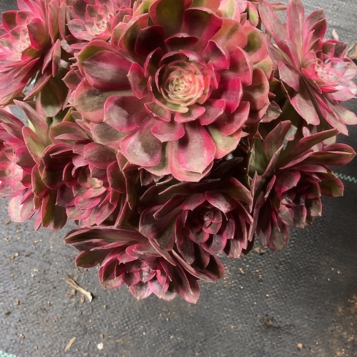 多肉植物云荷锦……我