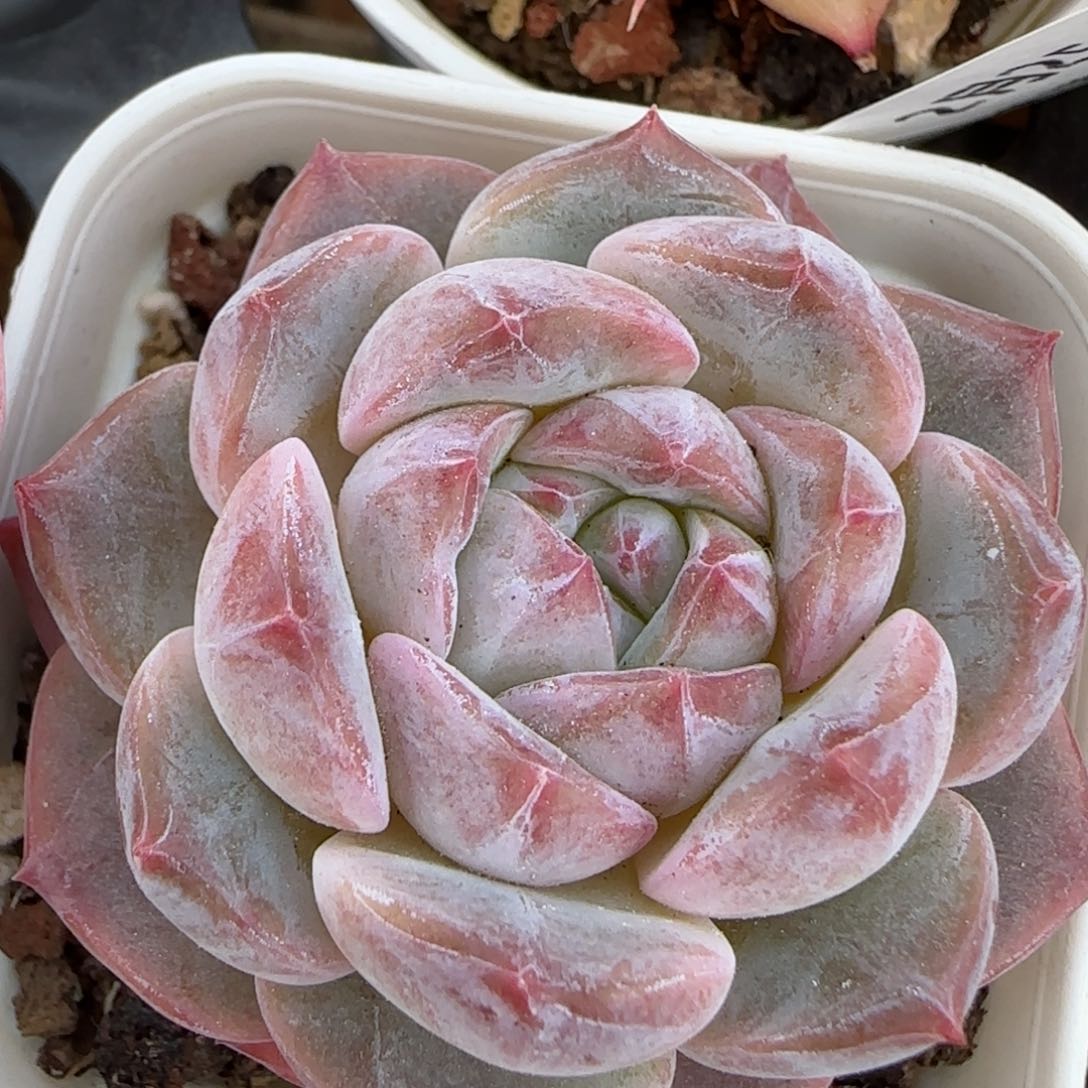 花语逸镜0225-259