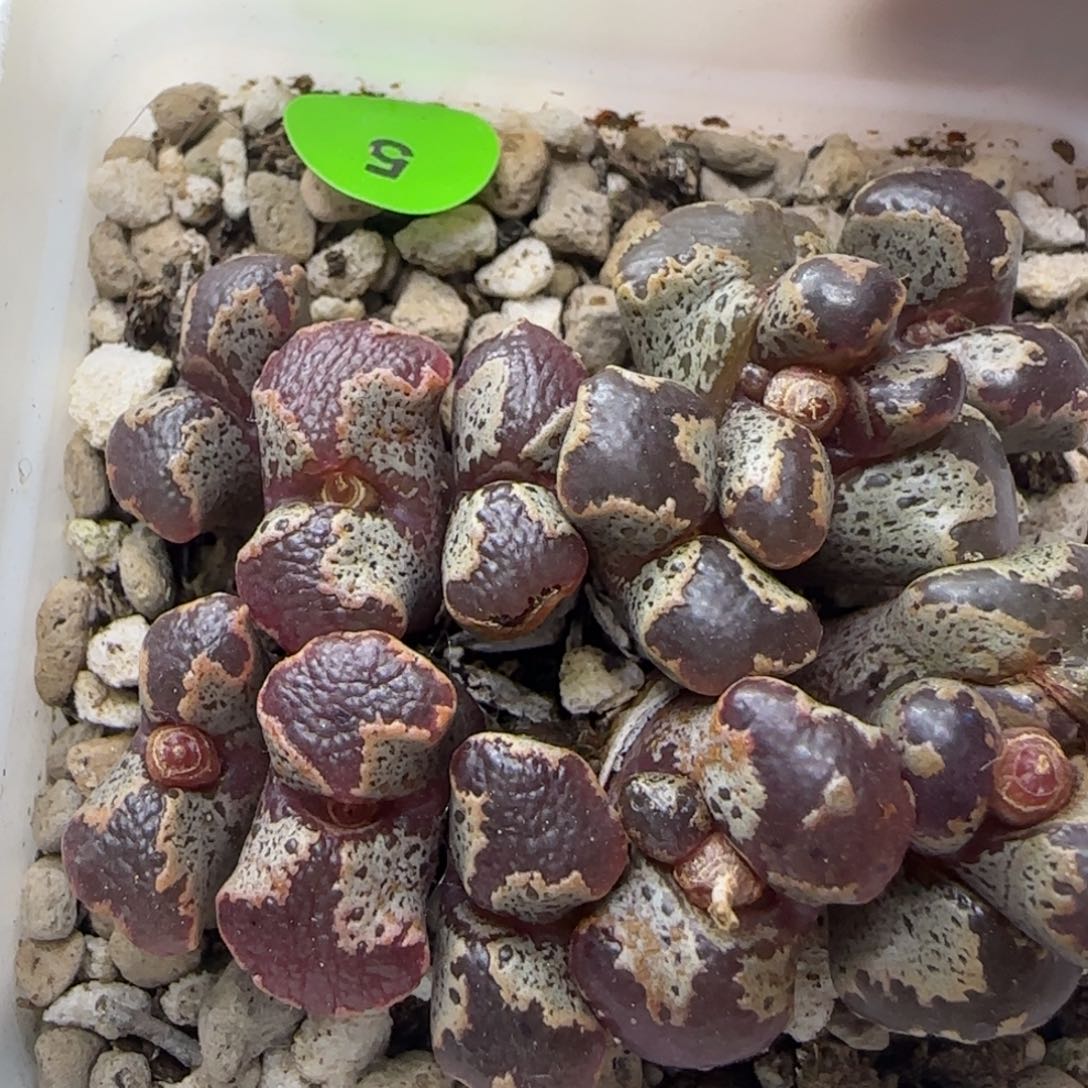 超碟群漂亮多肉植物5