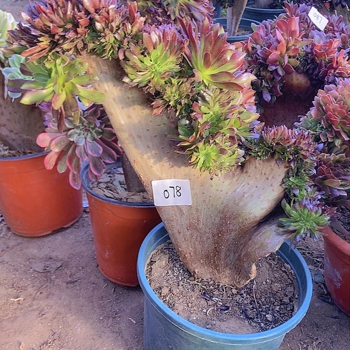 078黑缀化老板子法师缀有砍
