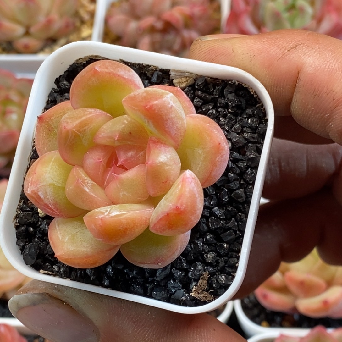 天官赐福百无禁忌