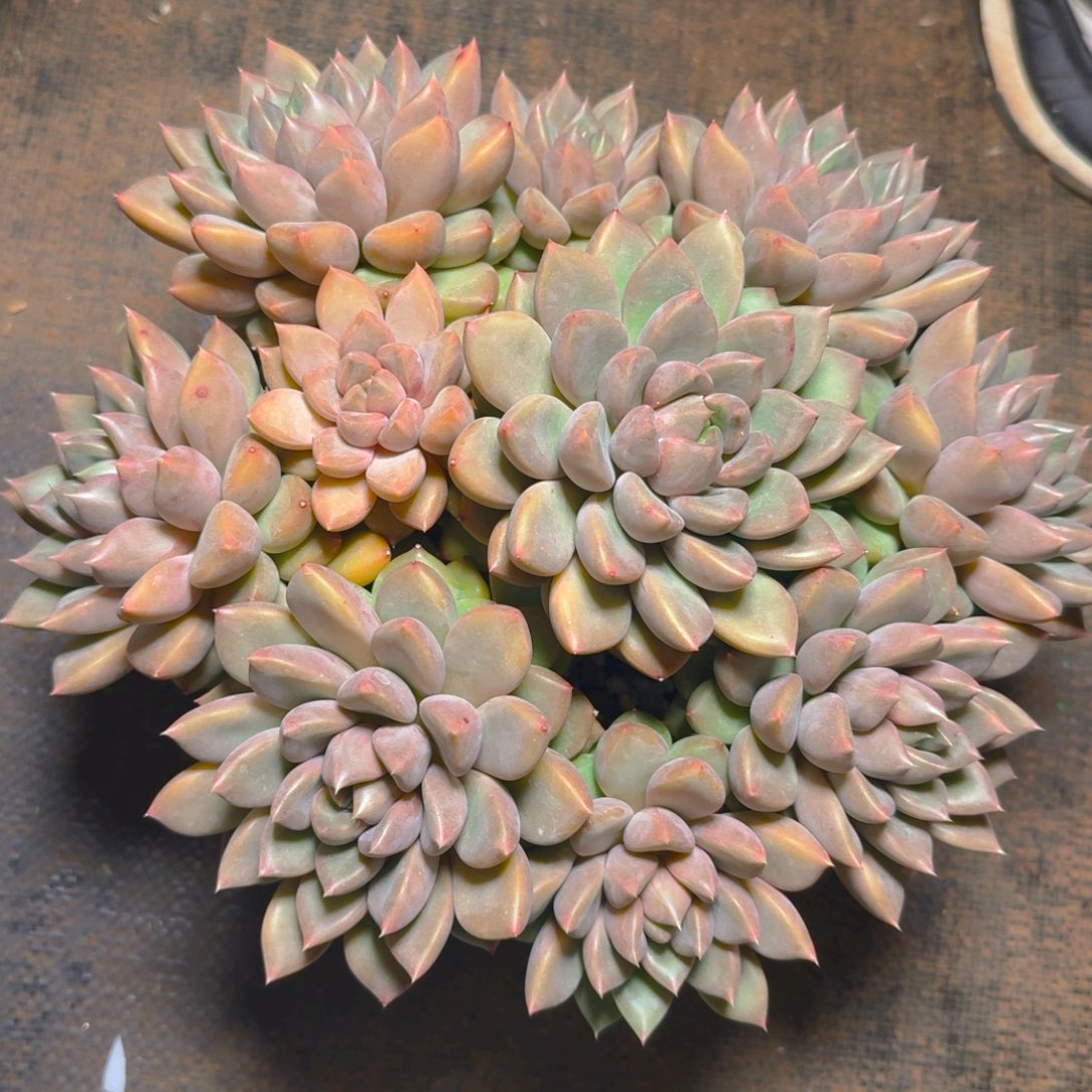 红象牙多肉162772828828