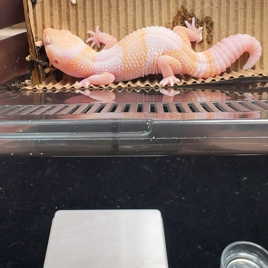 肥尾守宫焦糖橘白搞起！