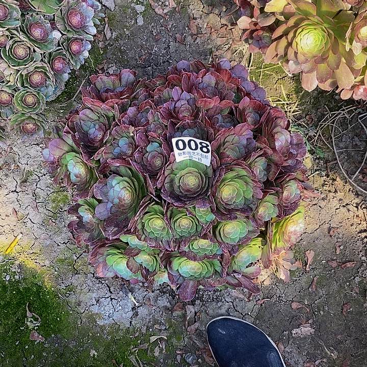 黑魔花花27-45花花