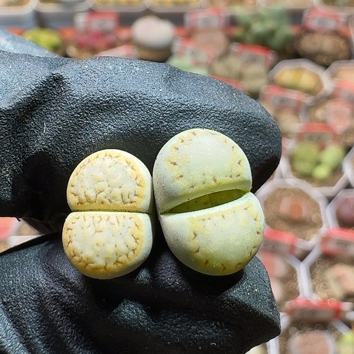 生石花233:：：。 91