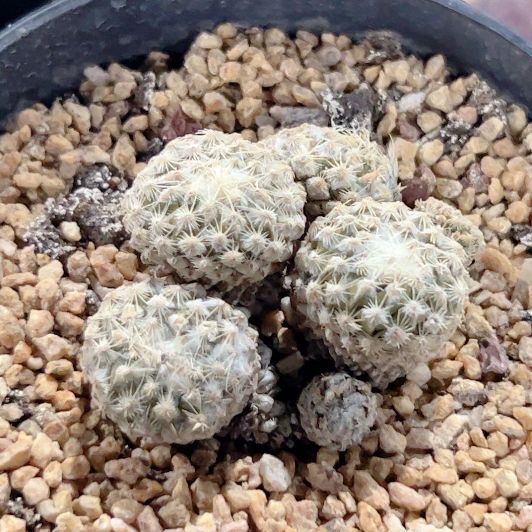 群生 银牡丹自根