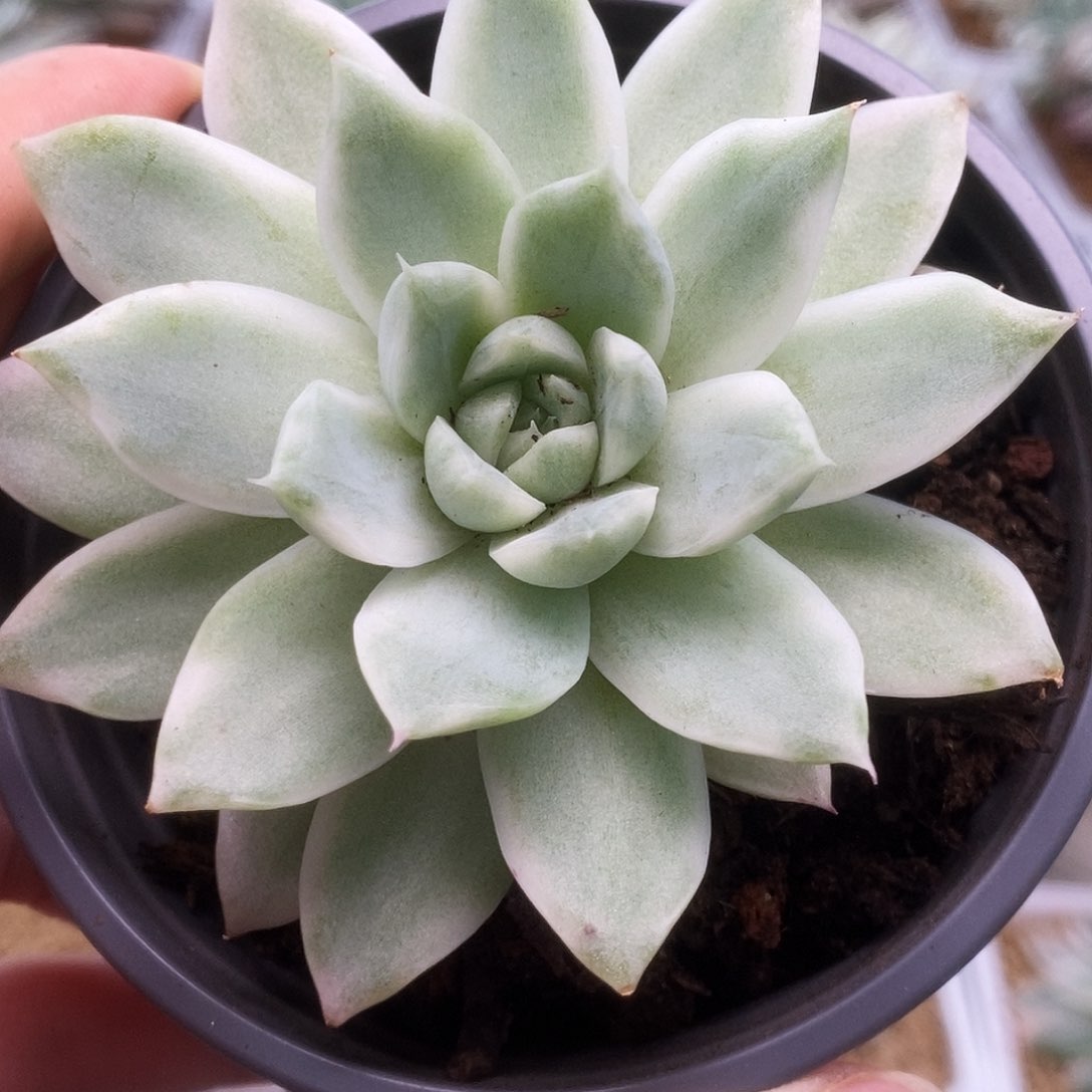 188白月影锦锦锦锦锦锦锦锦锦