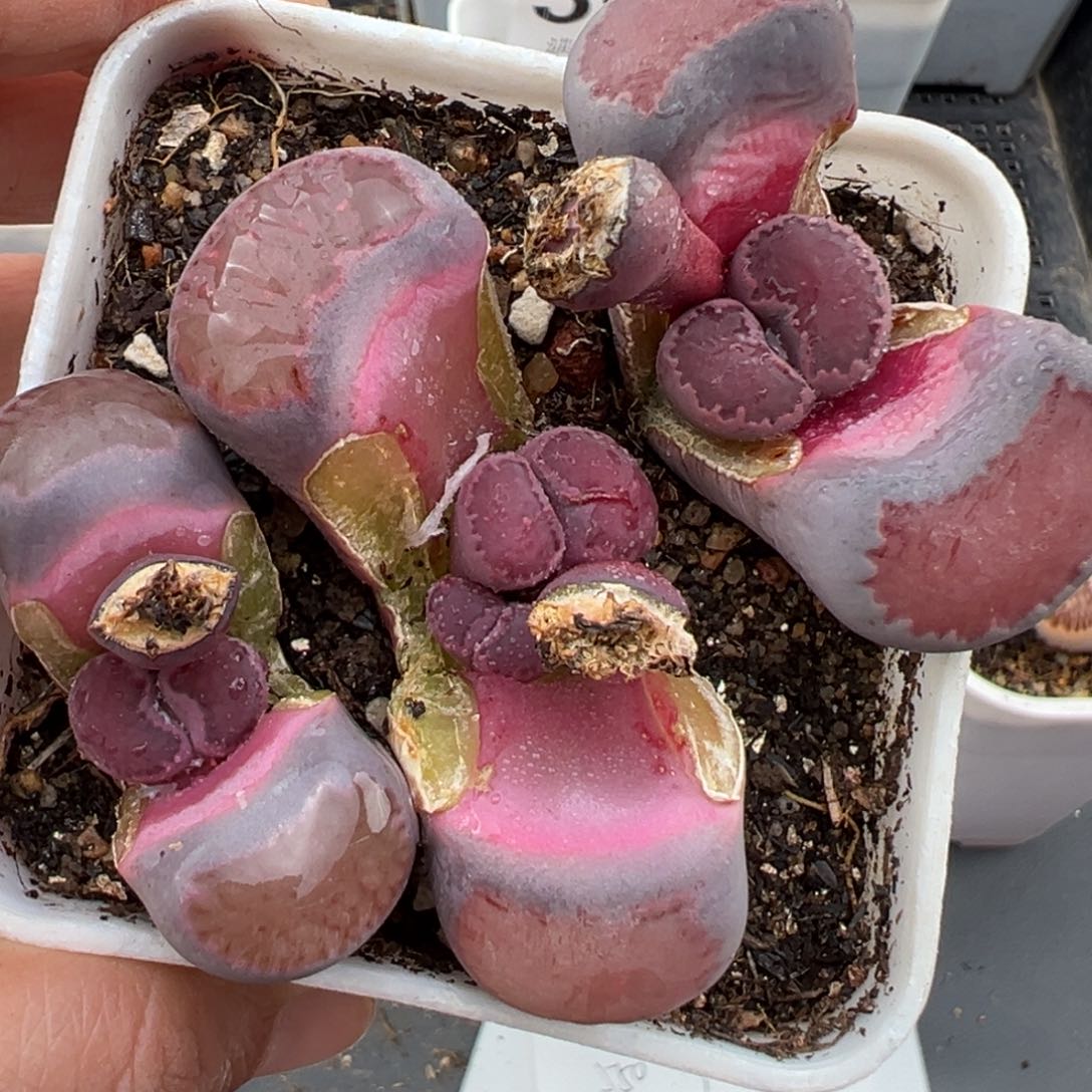 2.20好看的多肉657