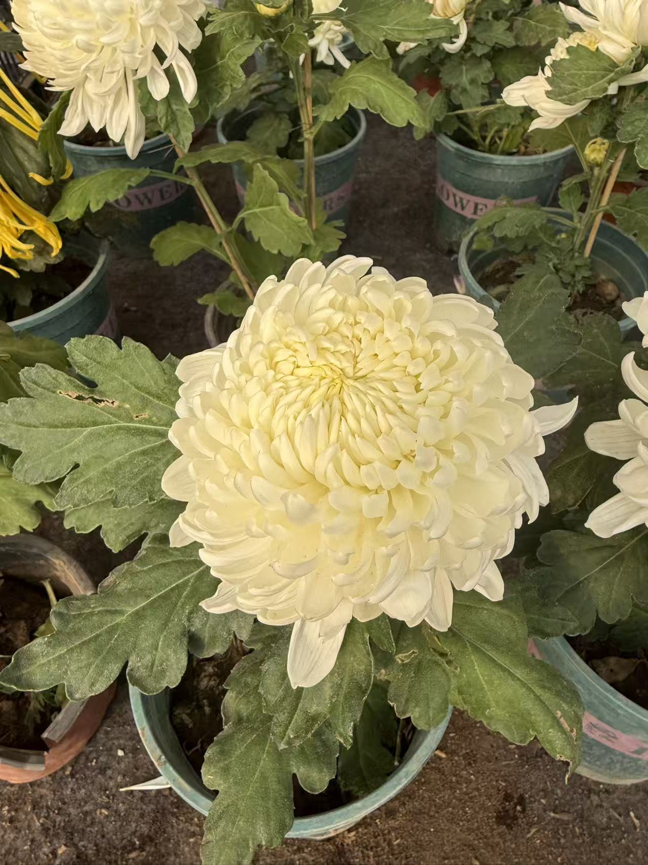 万舞大菊花苗带原土新鲜花卉绿植室内外种植优